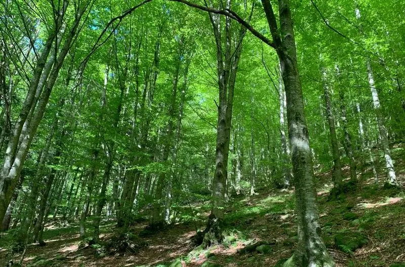 foresta, maresca, foresta del teso, via del teso, San Marcello Pistoiese, Orsigna, torrente, Casetta dei Pulledrari, location, cineturismo