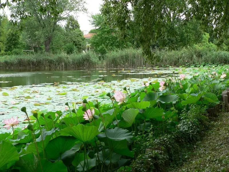 Parco, Loto, Lugo, Ravenna, Emilia-Romagna